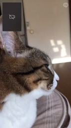 madamechaton