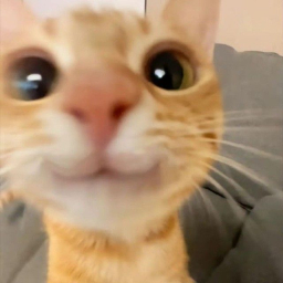 sajal82