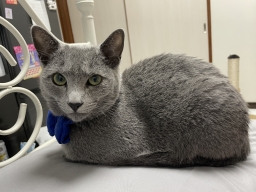 yui_1003